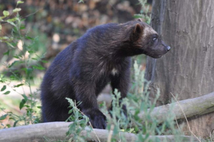 В долните течения на индигирите намериха върколака-гигант